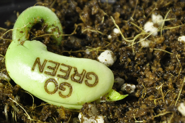 Sprouting bean with GO GREEN text