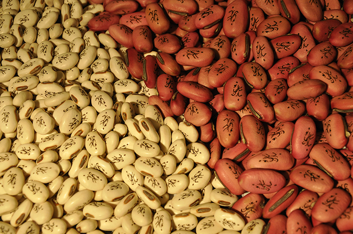 Process of growing the name Saman on an apple